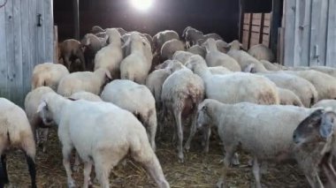 Koyun sürüsü ahıra giriyor. Bağımsız evcil hayvanlar, insanlar yok.