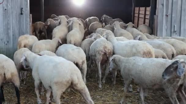 Flock av får kommer in i ladan. Oberoende husdjur, det finns inga människor — Stockvideo