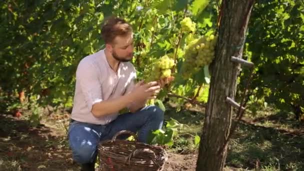 Biolebensmittel, Natur, erlesener Wein in Handarbeit. Gärtnern männlich beim Halten von Trauben — Stockvideo