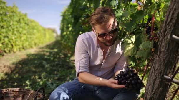 Trabalhador barbudo verifica uvas azuis para a qualidade em uma vinha. Colheita — Vídeo de Stock