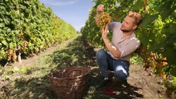 Šťastný vinař ve Francii zkoumá hrozny během vinobraní. Starší muž pracuje — Stock video