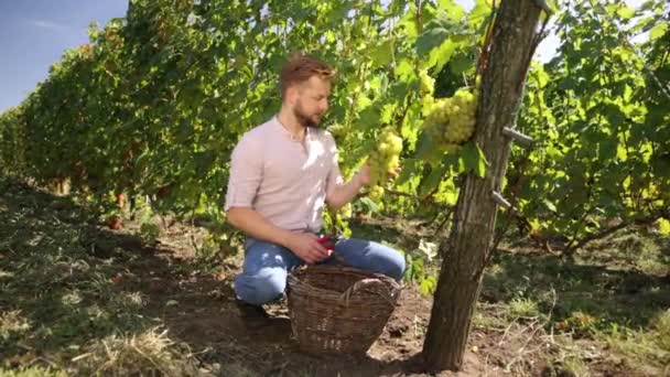 Szakállas ember szeptemberben szüretelni szőlőültetvények, gyűjti a kiválasztott szőlőfürtök — Stock videók