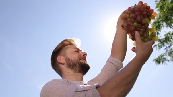 Bauern bei der Weinlese. Weinbaukonzept. Mann hält Weintraube in der Hand — Stockvideo