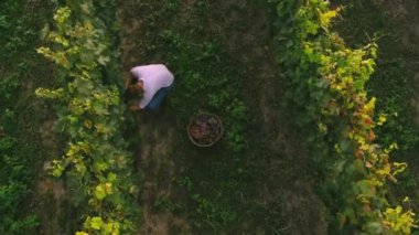 Çiftçi bir demet üzüm toplar. Şarap bağlarının en üstteki hava aracı görüntüsü