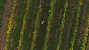Üst Manzara. Sıralar dolusu üzüm bağı antenleri. Üzüm bağı hatları pürüzsüz. Hava manzaralı üzüm bağı