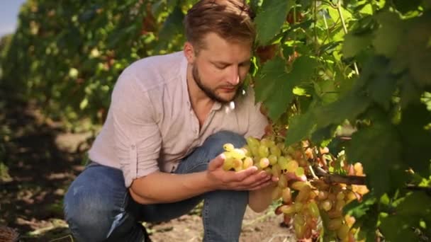 Grapes as a selection during grape harvest in the vineyard. Selected varieties — Stock Video