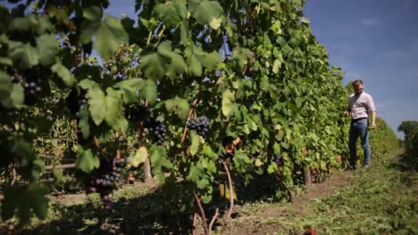 Amplo ângulo de uvas azuis maduras. Colheita em vinha. Agricultores que colhem uvas. — Vídeo de Stock