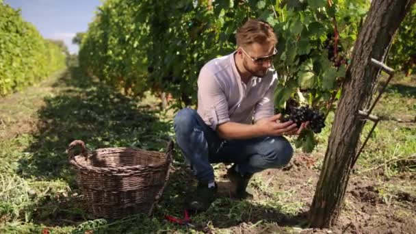 Біологічна концепція ідентифікатор органічної їжі, вишукане вино ручної роботи. Збирання винограду. фермерів — стокове відео
