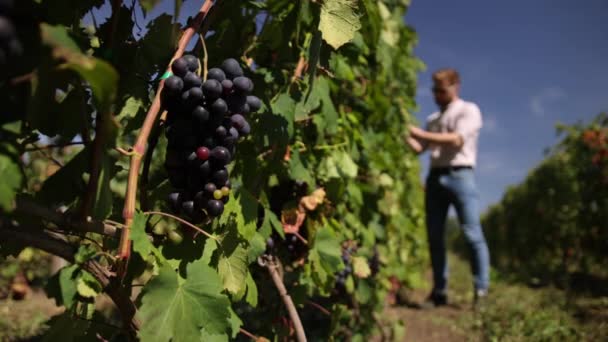 9月の男はブドウ畑を収穫し、イタリアで選ばれたブドウ房を集めます — ストック動画