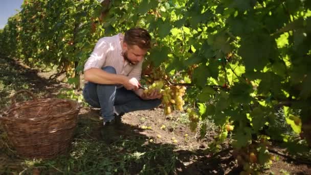 Masculino como assistente de vindima na selecção manual de uvas em vinha. Agricultor manual — Vídeo de Stock