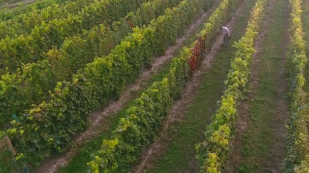 Ο αγρότης θερίζει τσαμπιά σταφυλιών. Αεροφωτογραφία drone των αμπελώνων πεδία κορυφή — Αρχείο Βίντεο