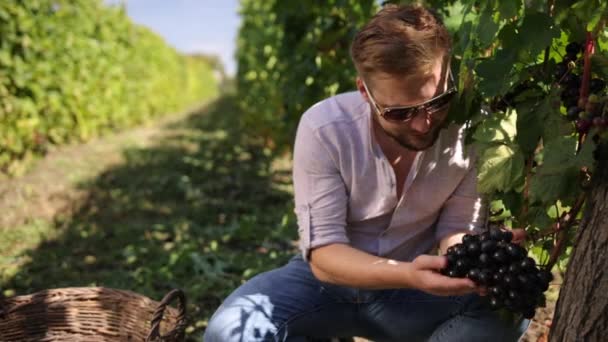 Concepto biológico id comida orgánica, vino fino hecho a mano. Cosecha de uvas. Agricultores — Vídeo de stock