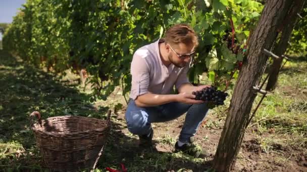 Der Mann pflückt Rotweintrauben auf einem Weinberg. Glückliche Winzermännchen bei der Ernte — Stockvideo