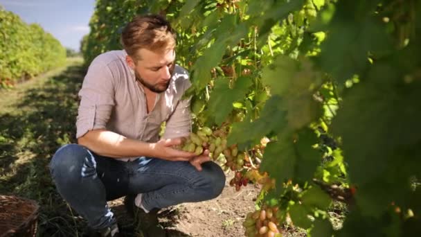 Vousatý muž v září sklízí vinice, sbírá vybrané hrozny — Stock video