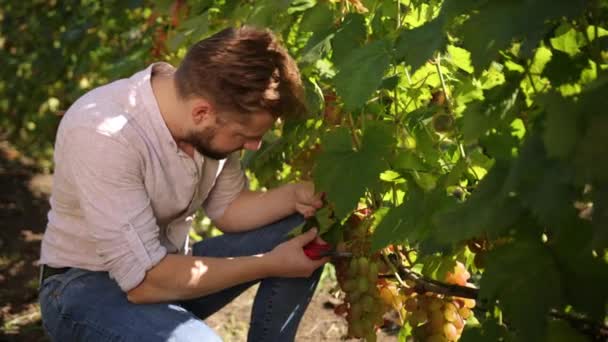 Grande colheita. Bio conceito, comida orgânica, natureza, vinho fino feito à mão. Uva — Vídeo de Stock