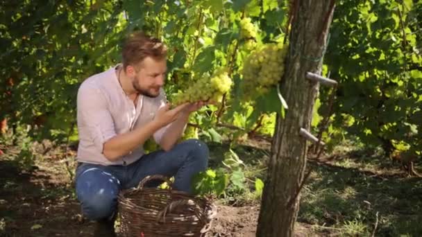 ヴィンテージの間にブドウを調べるフランスのハッピーヴィンター。熟年労働 — ストック動画