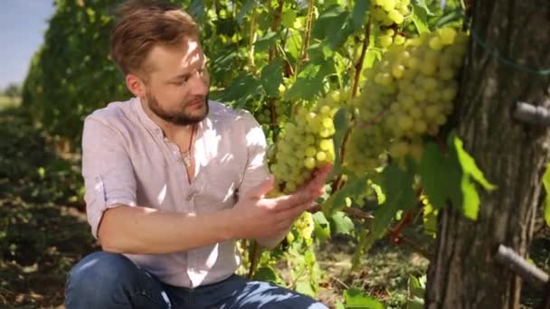 Überprüfen Sie, sammelt ausgewählte Trauben in Frankreich für die große Ernte. Bio-Konzept — Stockvideo