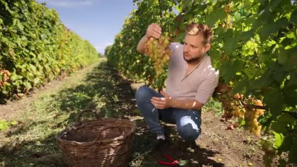 Muž jako asistent sklizně v ručním výběru hroznů na vinici. Ruční farmář — Stock video