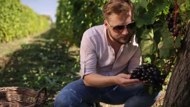 Homem a apanhar uvas de vinho tinto na vinha. Feliz enólogo colheita masculina — Vídeo de Stock