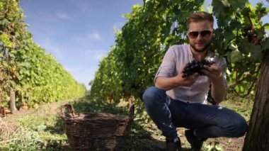 Üzüm bağından kırmızı şarap toplayan bir adam. Mutlu şarap üreticisi erkek hasat