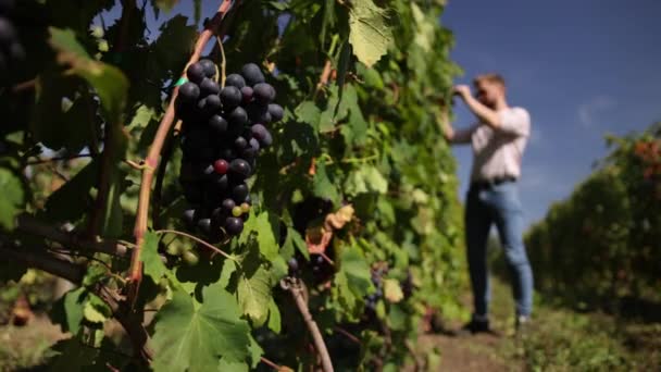 Amplo ângulo de uvas azuis maduras. Colheita em vinha. Agricultores que colhem uvas. — Vídeo de Stock