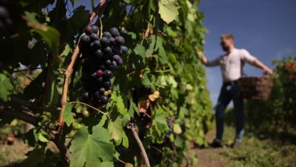 Uvas en viñedo. Vintner joven está cosechando uva azul en el viñedo — Vídeos de Stock