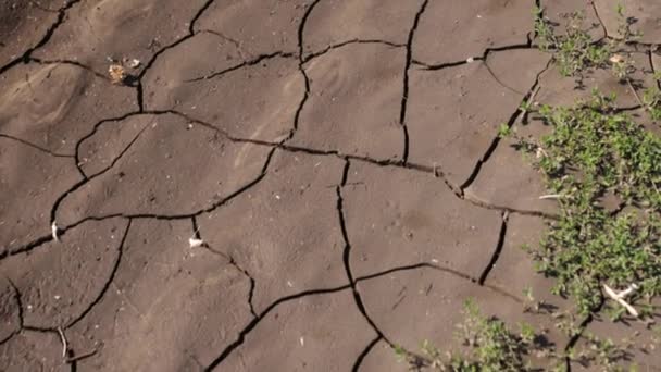 Brown kekeringan tanah kering, retak tekstur tanah pertanian tandus, pemanasan — Stok Video