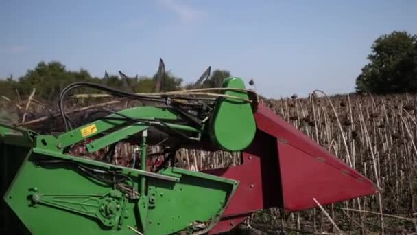 Groot groen combineren oogstmachine werken in een zonnebloemveld, maaien rijp — Stockvideo