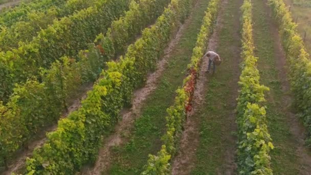 Ansicht von oben. Reihen von Weinbergen aus der Luft. Glatte Weinbergslinien. Weinberg aus der Luft — Stockvideo