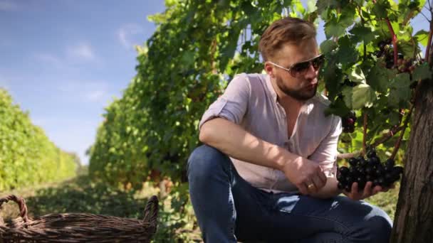 Виноград у винограднику перевіряється виноградником чоловічої статі. Ручний збір винограду, рука — стокове відео