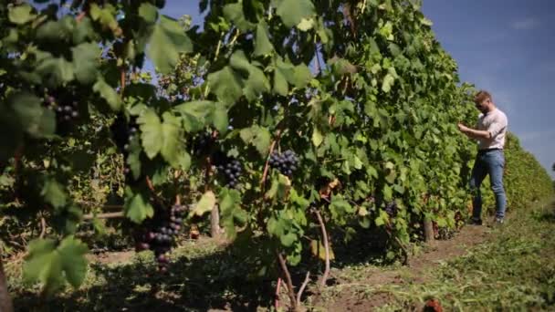 Homem em setembro para colher vinhas, coleta cachos de uvas selecionados na Itália — Vídeo de Stock