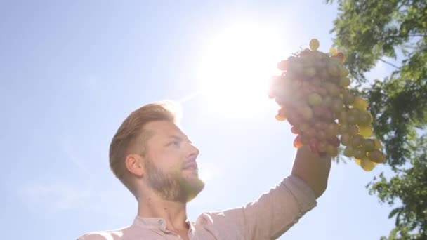 Mans handen draaien een violette, rode, groene bos druiven achter zonnige schittering. — Stockvideo