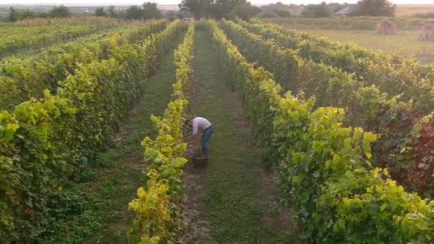 L'agriculteur récolte des grappes de raisins. Vue aérienne sur les champs de vignes. Récolte — Video
