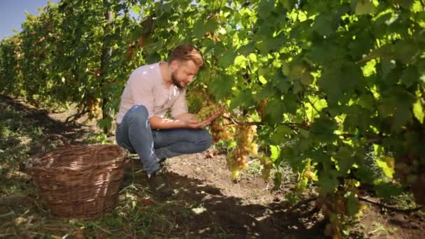 Comida orgânica, natureza, vinho fino feito à mão. Jardinagem masculina segurando uvas — Vídeo de Stock