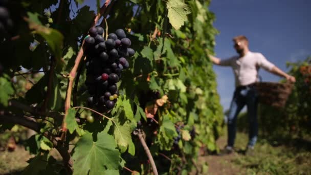 Muž jako asistent sklizně v manuální sklizni hroznů pro výběr na vinici. — Stock video