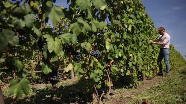 Amplio ángulo de uvas maduras azules. Cosecha en viñedo. Agricultores cosechando uva. — Vídeo de stock