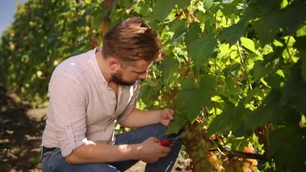ヴィンテージの間にブドウを調べるフランスのハッピーヴィンター。熟年労働 — ストック動画