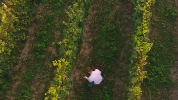 El agricultor cosecha racimos de uvas. Vista aérea sobre campos de viñedos. Cosecha — Vídeos de Stock