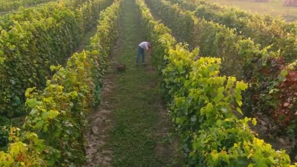 Fazendeiro colhe cachos de uvas. Vista aérea sobre os campos de vinha. Colheita — Vídeo de Stock