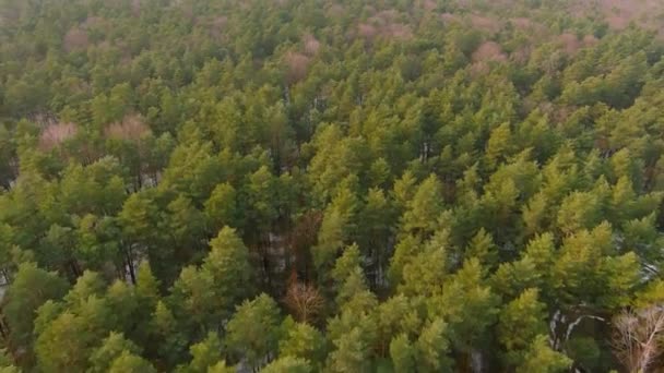 Zimowy las tekstury. Widok z lotu ptaka. Widok drona zimowego krajobrazu — Wideo stockowe
