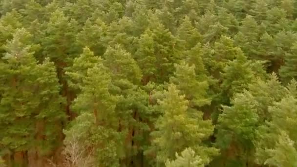 Bosque verde, vista de arriba abajo desde arriba. Drone, otoño, temporada con baile — Vídeo de stock