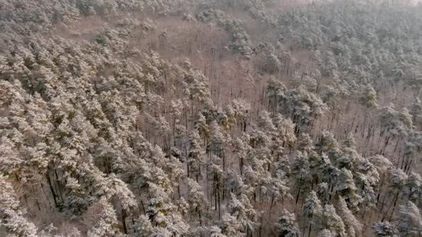 Drone vista del bosque en invierno. Árboles en la nieve. Bosque helado. Naturaleza paisaje — Vídeo de stock