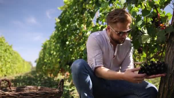 Un barbu vérifie la qualité des raisins bleus dans un vignoble. Récolte — Video