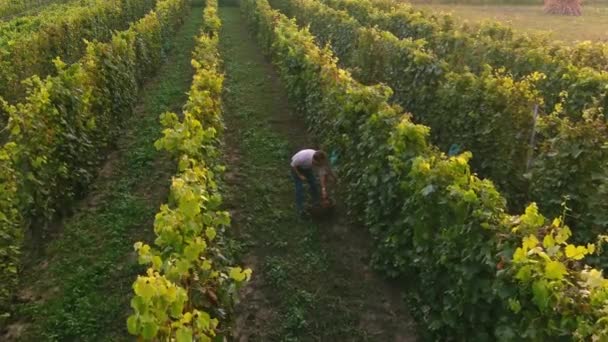 Fazendeiro colhe cachos de uvas. Vista aérea drone de vinhedos campos superior — Vídeo de Stock