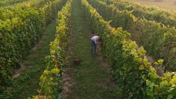 Rolnik zbiera grona winogron. Widok z lotu ptaka na góry pól winnic — Wideo stockowe