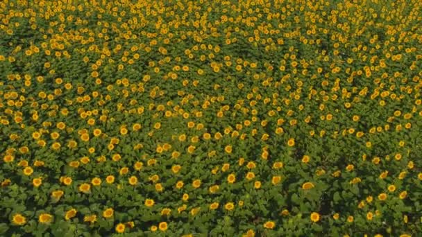 Квітуче соняшникове поле влітку. Сільське господарство. Вид з повітря на природу. Поле — стокове відео