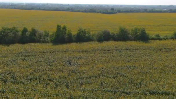 Campo con flores de girasoles vista aérea, agrario en las zonas rurales. Vista del dron — Vídeo de stock