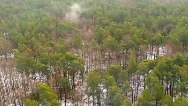 Дронний вид на ліс взимку. Дерева в снігу. Морозний ліс. Природний ландшафт — стокове відео