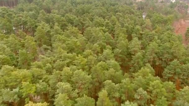 Bovenaanzicht bos. Alle bomen groen. Luchtfoto van herfstbos. Drone fotografie — Stockvideo