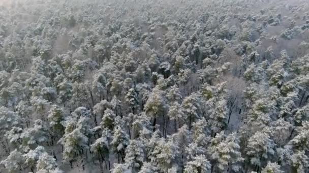 Вид зверху заморожений ліс. Всі дерева покриті снігом, льодом. Повітря зими — стокове відео